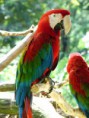 Guacamayo (loro)
